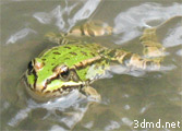 References for 3d modeling of frogs and toads