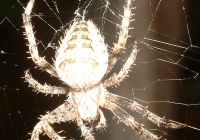 spider02