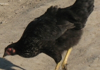 black chicken photo 02