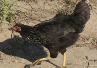 black chicken photo 04