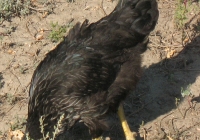 black chicken photo 05