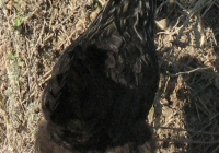 black chicken photo 06