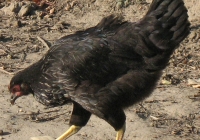 black chicken photo 08