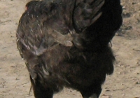 black chicken photo 09
