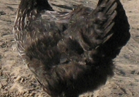 black chicken photo 10