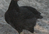 black chicken photo 12