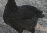 black chicken photo 13