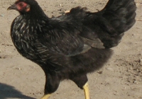 black chicken photo side
