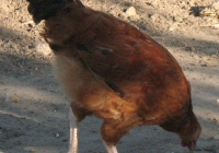 red chicken photo 02