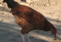 red chicken photo 03