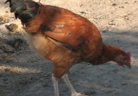 red chicken photo 04