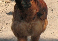red chicken photo 05