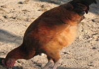 red chicken photo 07