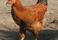 red chicken photo 08