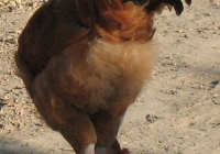 red chicken photo 09