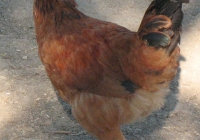 red chicken photo 11