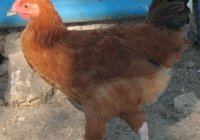 red chicken photo 12