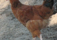 red chicken photo 13