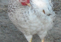 white chicken photo 02