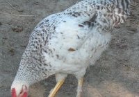 white chicken photo 03