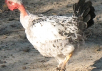 chicken photo 01