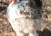 chicken photo 04