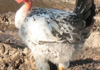 chicken photo 07