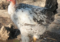 chicken photo 08