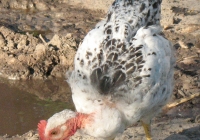 chicken photo 09