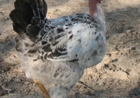 chicken photo 10