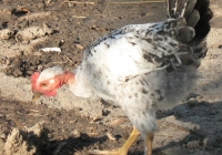 chicken photo 11