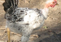 chicken photo 12