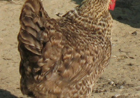 Grey Hen