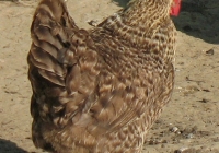 grey hen photo 01