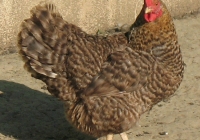 grey hen photo 02