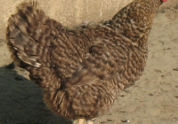 grey hen photo 03