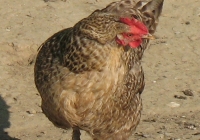 grey hen photo 04