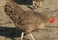 grey hen photo 05