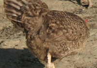 grey hen photo 07