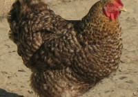 grey hen photo 08