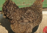 grey hen photo 09