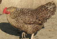 grey hen photo 10