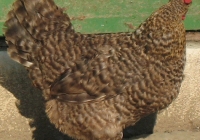 grey hen photo 11