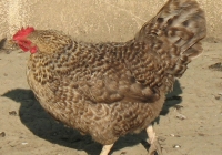 grey hen photo 12
