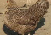 grey hen photo 13