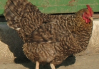 grey hen photo 14