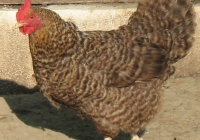 grey hen photo 15