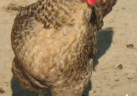 grey hen photo 16