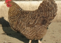 grey hen photo 17