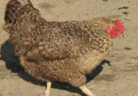 grey hen photo 18